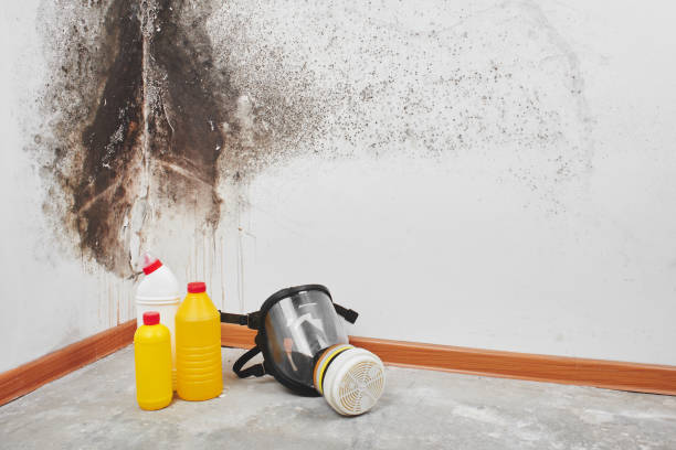 Best Toxic Mold Removal  in Tangerine, FL