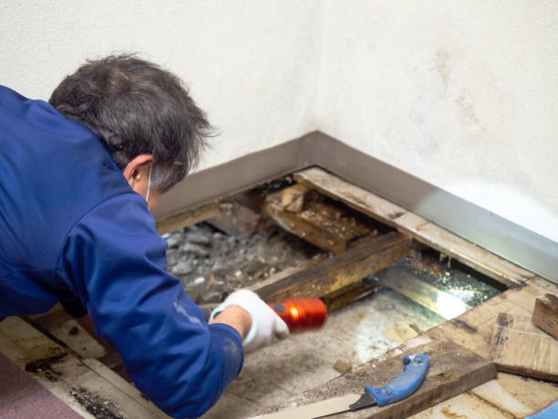 Mold Removal Process in Tangerine, FL