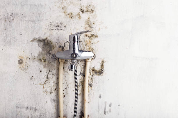 Best Mold Removal Near Me  in Tangerine, FL