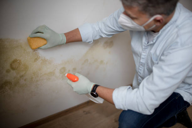 Best Crawl Space Mold Removal  in Tangerine, FL