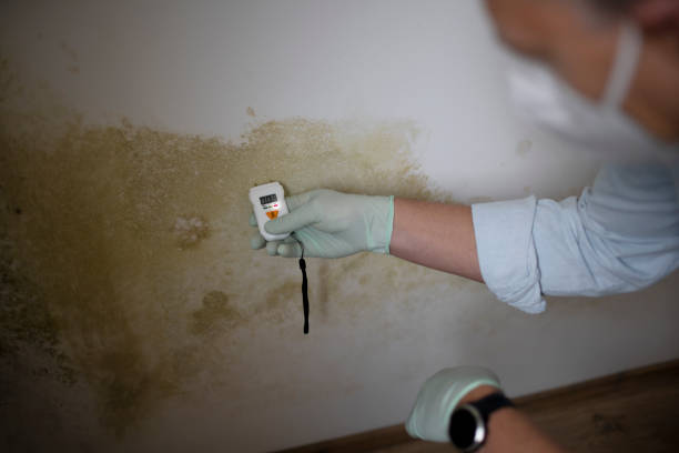 Best Fast Mold Removal  in Tangerine, FL