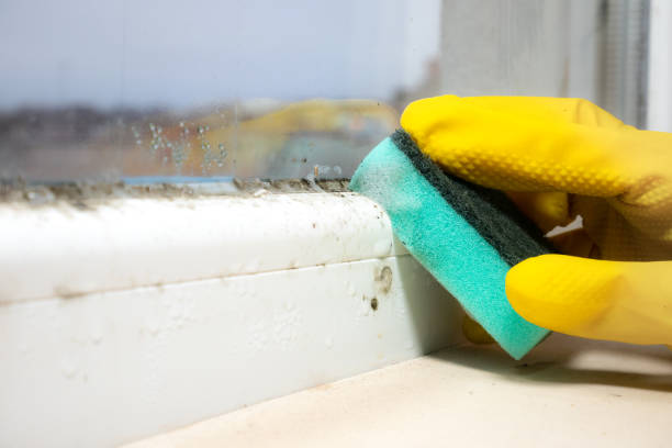 Best Commercial Mold Removal  in Tangerine, FL