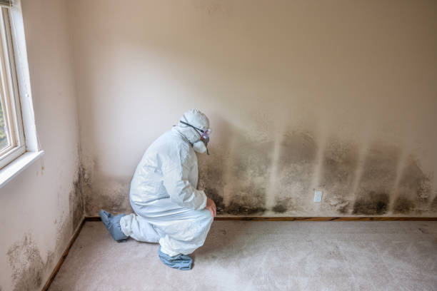Mold Testing and Removal in Tangerine, FL