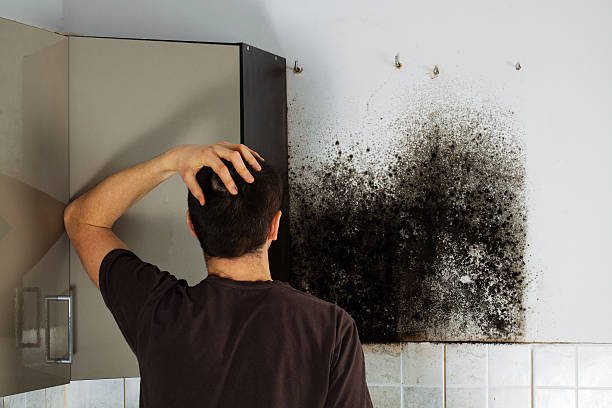 Best Mold Testing and Removal  in Tangerine, FL