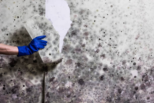 Best Fast Mold Removal  in Tangerine, FL